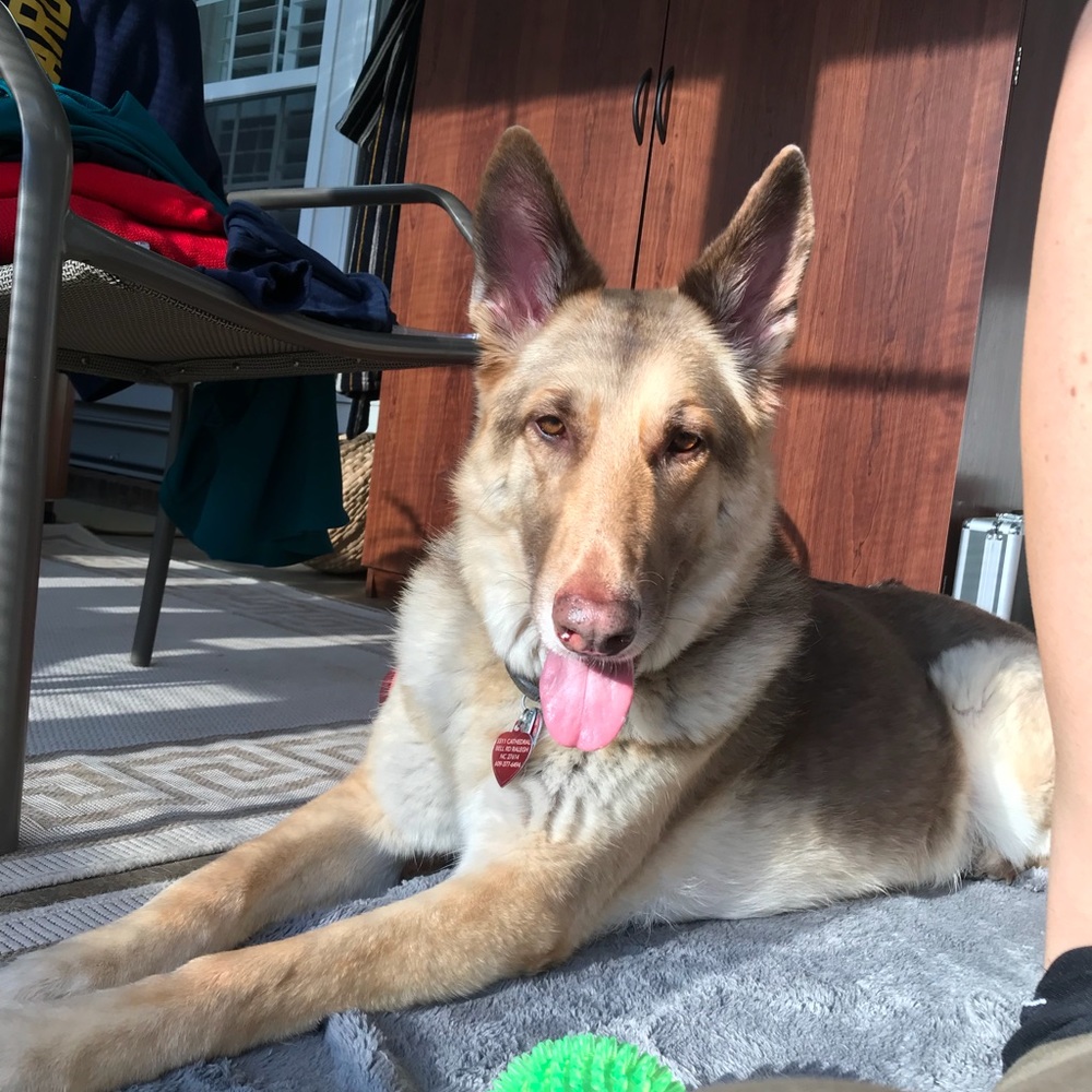 Laylah Loves Offers and Bundles!